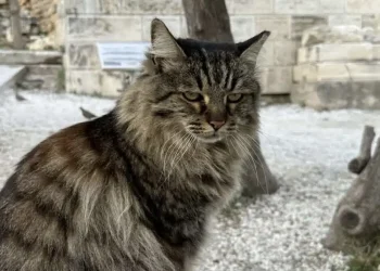 Πέθανε η Λουκία, η πιο δημοφιλής γάτα της Ακρόπολης