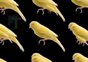 Πόσα πουλιά υπάρχουν σε αυτή την φωτογραφία;