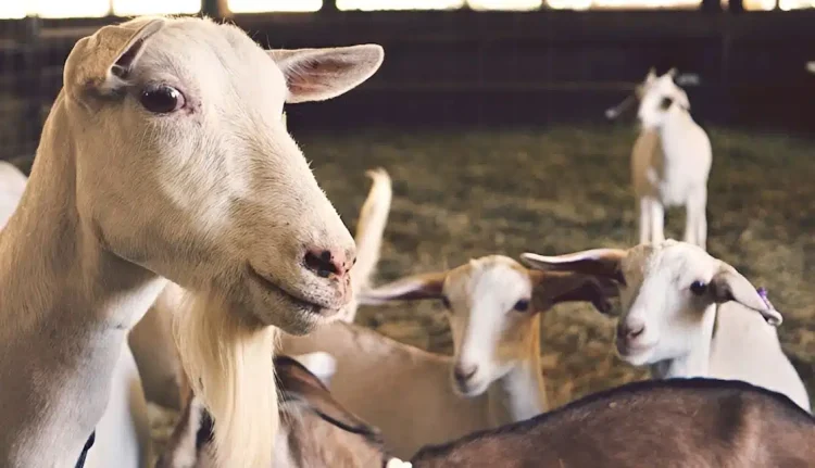 Αμπελόκηποι: Έκαναν παράνομη εκτροφή κοτόπουλων, κατσικιών και εριφίων σε ταράτσα 16οροφου κτιρίου