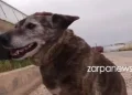 Η Μπέλλα των Χανίων: Η σκυλίτσα που έχασε τον άνθρωπό της και επιστρέφει καθημερινά στην παραλία που πήγαιναν μαζί