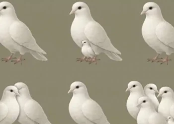 Ο αριθμός των περιστεριών που βλέπεις αποκαλύπτει ποιος περπατά δίπλα σου