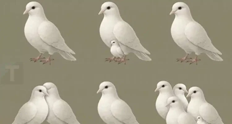 Ο αριθμός των περιστεριών που βλέπεις αποκαλύπτει ποιος περπατά δίπλα σου