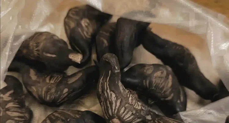 Ο γείτονας μου έδωσε μια σακούλα από αυτά. ξέρει κανείς τι είναι