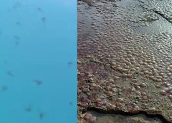 Ανησυχία σε μεγάλο νησί: Η θάλασσα γέμισε με καφέ και μωβ μέδουσες- Βίντεο που «κόβει την ανάσα»