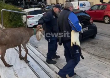 Δεν θα πιστεύετε ποιος είναι ο άντρας που το είχε παράνομο μαντρί στους Αμπελόκήπους