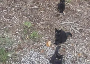 Οι κανονικοί άνθρωποι βλέπουν μόνο 3 γάτες