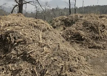 Καθαρισμός οικοπέδων 2026: Η μεγάλη αλλαγή στις φετινές δηλώσεις – Τα πρόστιμα