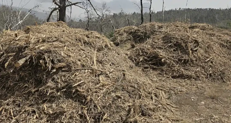 Καθαρισμός οικοπέδων 2026: Η μεγάλη αλλαγή στις φετινές δηλώσεις – Τα πρόστιμα