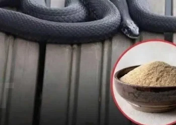 Μπορούν πραγματικά οι έντονες μυρωδιές να κρατήσουν τα φίδια μακριά;