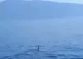 Καρχαρίας μάκο εμφανίστηκε στον Παγασητικό: «Πρόκειται για ένα άγριο ζώο», λέει ειδικός