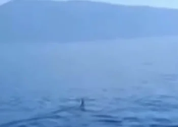 Καρχαρίας μάκο εμφανίστηκε στον Παγασητικό: «Πρόκειται για ένα άγριο ζώο», λέει ειδικός