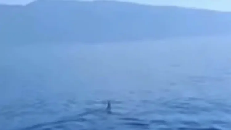 Καρχαρίας μάκο εμφανίστηκε στον Παγασητικό: «Πρόκειται για ένα άγριο ζώο», λέει ειδικός