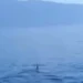 Καρχαρίας μάκο εμφανίστηκε στον Παγασητικό: «Πρόκειται για ένα άγριο ζώο», λέει ειδικός