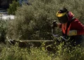 Καθαρισμός οικοπέδων: «Φρένο» υπουργείου στην παράταση – Στα ύψη τα πρόστιμα για τους ξεχασιάρηδες