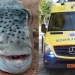 Λαγοκέφαλος επιτέθηκε σε λουόμενους και τους έστειλε στο νοσοκομείο