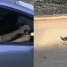 Έσπασε τη σιωπή της η 60χρονη που φέρεται να πάτησε το σκυλί στη Γαστούνη – Για αυτό δεν σταμάτησε