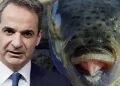 Τόσο ευρώ το κιλό η επιδότηση – Έρχεται σοβαρό σχέδιο από την ελληνική κυβέρνηση για καθαρισμό των ελληνικό θαλασσών από τους λαγοκέφαλους