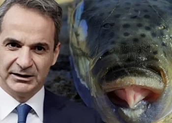 Τόσο ευρώ το κιλό η επιδότηση – Έρχεται σοβαρό σχέδιο από την ελληνική κυβέρνηση για καθαρισμό των ελληνικό θαλασσών από τους λαγοκέφαλους
