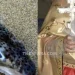Στη μάχη για τους λαγοκέφαλους και η εκκλησία – Άρχισαν δεήσεις για να σταματήσει η εξάπλωση τους