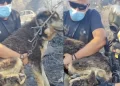 Αστυνομικοί έσωσαν σκύλο από τα καμμένα στη φωτιά στο Ωραιόκαστρο