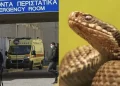 Φίδι δάγκωσε φοιτητή στο κέντρο πόλης – Νοσηλεύεται στο νοσοκομείο – Που είχε κρυφτεί το ερπετό
