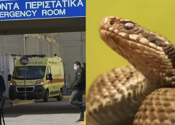 Φίδι δάγκωσε φοιτητή στο κέντρο πόλης – Νοσηλεύεται στο νοσοκομείο – Που είχε κρυφτεί το ερπετό