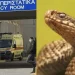 Φίδι δάγκωσε φοιτητή στο κέντρο πόλης – Νοσηλεύεται στο νοσοκομείο – Που είχε κρυφτεί το ερπετό