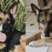 Το τελευταίο αντίο στη σκυλίτσα διασώστρια της 3ης ΕΜΑΚ – «Καλό ταξίδι, Ελπίδα»
