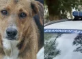 Σοκ στην Κεφαλονιά – Σοκάρει ο τρόπος που σκότωσαν αδέσποτο σκύλο