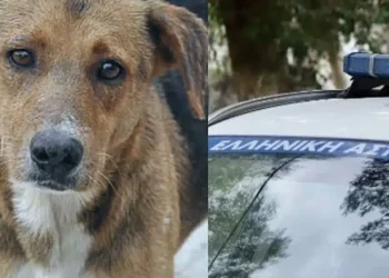 Σοκ στην Κεφαλονιά – Σοκάρει ο τρόπος που σκότωσαν αδέσποτο σκύλο