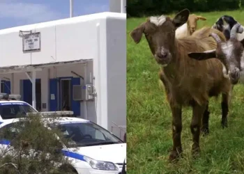 Μύκονος: Συνελήφθη 51χρονος γιατί είχε «παστουρώσει» 10 κατσίκες