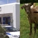 Μύκονος: Συνελήφθη 51χρονος γιατί είχε «παστουρώσει» 10 κατσίκες