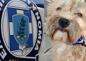 6.300 ευρώ πρόστιμο σε 47χρονη επειδή μετέφερε σκύλο σε κλουβί που δεν επέτρεπε την ελεύθερη κίνησή του