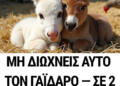 Μη διώχνεις Αυτόν τον γάιδαρο — σε 2 ώρες θα έχεις Τύχη