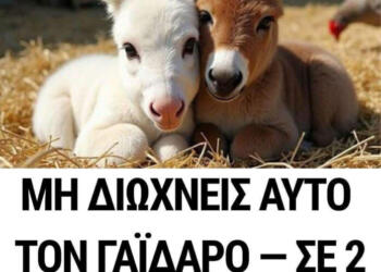 Μη διώχνεις Αυτόν τον γάιδαρο — σε 2 ώρες θα έχεις Τύχη