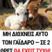 Μη διώχνεις Αυτόν τον γάιδαρο — σε 2 ώρες θα έχεις Τύχη