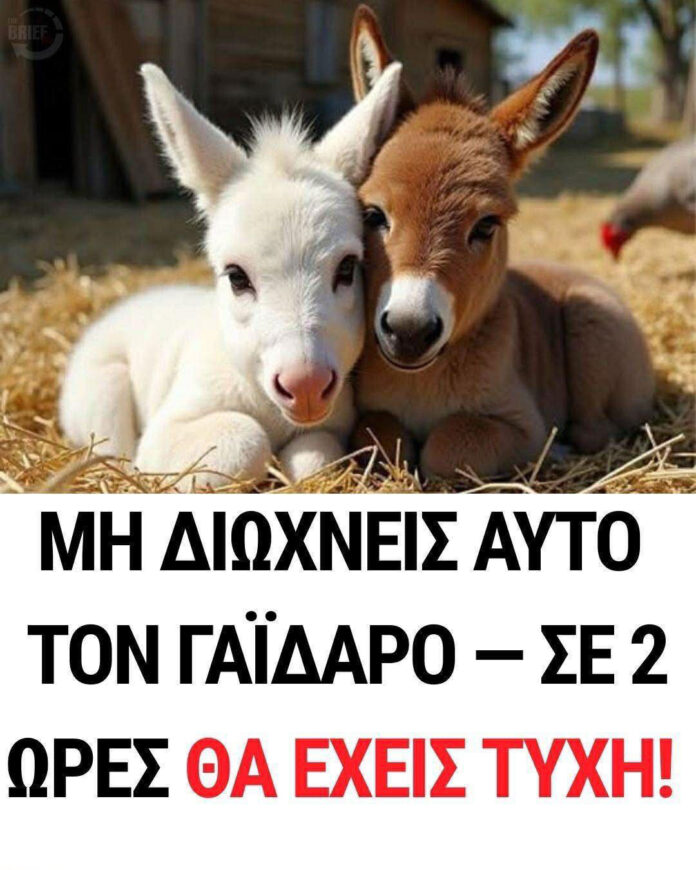 Μη διώχνεις Αυτόν τον γάιδαρο — σε 2 ώρες θα έχεις Τύχη