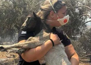 Βοιωτία: Η διοικήτρια του Α.Τ. Μάνδρας έσωσε κατσικάκι από τις φλόγες