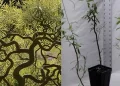 Φυτέψτε αυτό το δέντρο το φθινόπωρο – Θα γίνει ένα πραγματικό στολίδι για τον κήπο σας