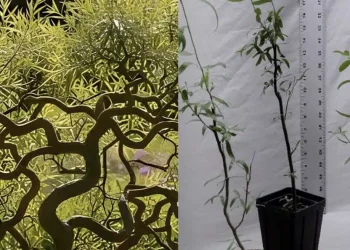 Φυτέψτε αυτό το δέντρο το φθινόπωρο – Θα γίνει ένα πραγματικό στολίδι για τον κήπο σας