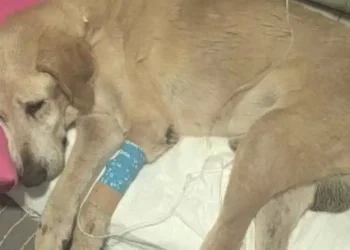 Σαλαμίνα: Σώθηκε ο παράλυτος σκύλος – Ο κτηνίατρος αρνήθηκε να κάνει ευθανασία