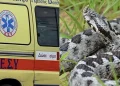 Οχιά δάγκωσε 18 μηνών βρέφος και τον 14χρονο αδερφό του