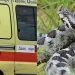 Οχιά δάγκωσε 18 μηνών βρέφος και τον 14χρονο αδερφό του