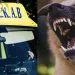 Σκύλος κατασπάραξε 12χρονο, με πολλαπλά τραύματα το παιδί – Συνελήφθη 28χρονη που είχε βγάλει βόλτα το ζώο
