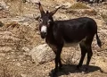 Αίσιο τέλος για το γαϊδουράκι στη Μύκονο