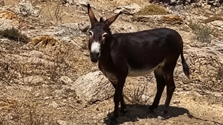 Αίσιο τέλος για το γαϊδουράκι στη Μύκονο