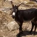 Αίσιο τέλος για το γαϊδουράκι στη Μύκονο