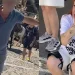 Σοκ στη Σαντορίνη – Χτύπησε ακτιβίστρια κατά τη διάρκεια διαμαρτυρίας για τα γαϊδούρια – Σοκάρει το βίντεο