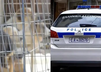 Είχε στο σπίτι της 120 σκυλιά, 70 γάτες και… 10 κατσίκες – Συνελήφθη 54χρονη