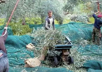 Παραγωγός: «Μας ζητάνε 60 ευρώ μεροκάματο ελιάς, με κρουασάν-φρέντο πρωινό και κοτόπουλο μεσημεριανό με μπύρα»